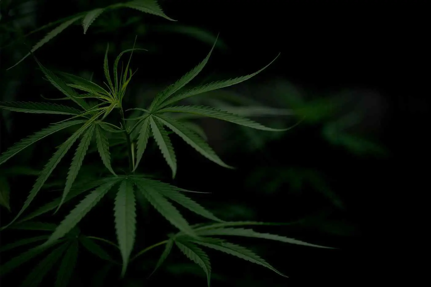 cbd-oil-faq
