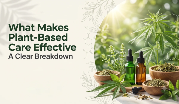CBD Oil for Dogs: Safety Trends and What Pet Owners Should Know
