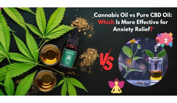 Cannabis Oil Vs. Pure CBD Oil: Which Is More Effective For Anxiety Relief?