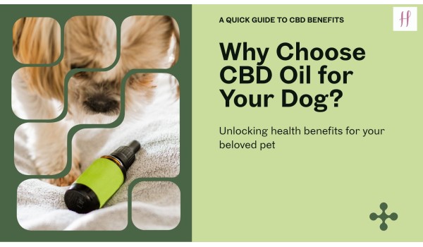 Major Reasons To Buy CBD Oil For dogs