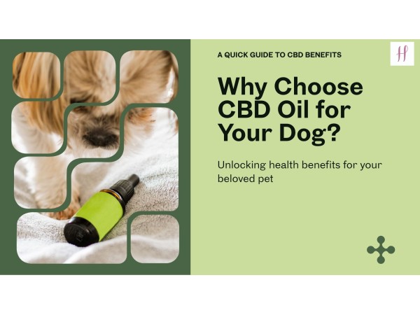 cbd oil for dogs buy online