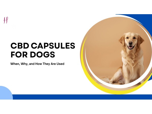 golden retriever is sitting, and the text says "CBD capsules for dogs."