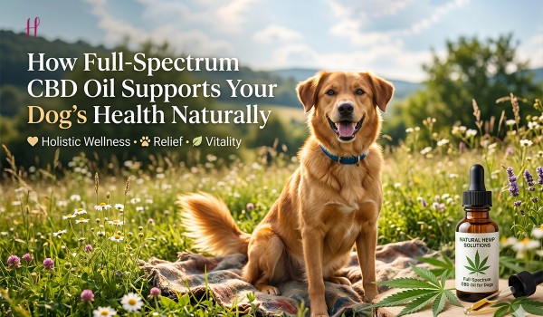 How Full-Spectrum CBD Oil Supports Your Dog's Health Naturally