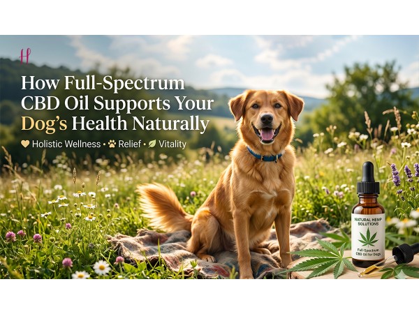 Full-spectrum CBD oil for dogs with golden retriever in meadow promoting natural wellness and relief