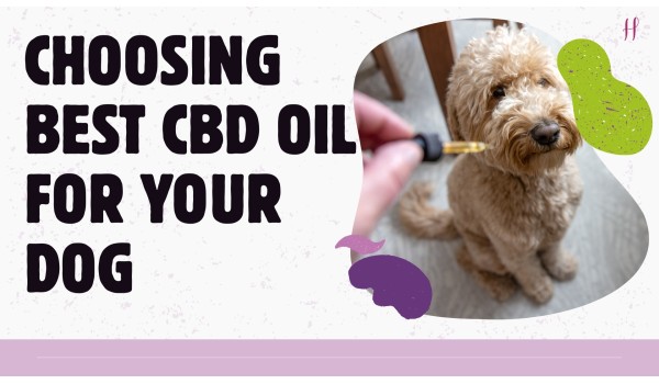 How to Choose the Best CBD Oil for Your Dog: Essential Tips