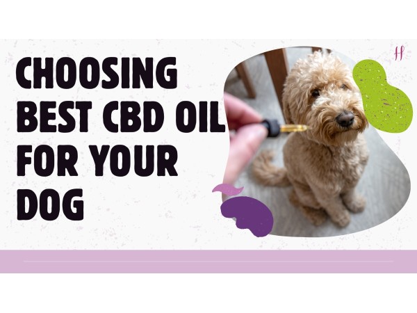 How to Choose the Best CBD Oil for Your Dog: Essential Tips