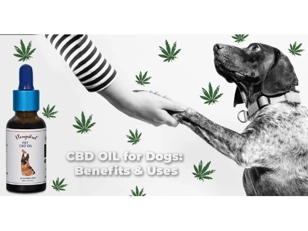 cbd oil for dogs buy online