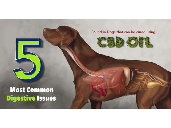 5 Most Common Digestive Issues Found in Dogs