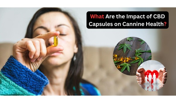 What  Are The Impact Of CBD Capsules On Cannine Health?