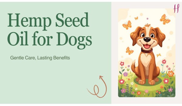 Hemp Seed Oil for Dogs Skin: Gentle Care, Lasting Benefits	