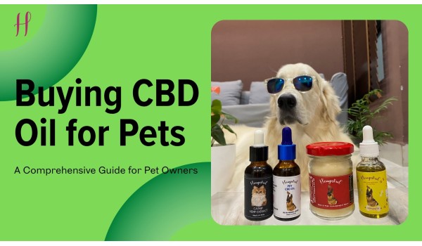 Things to be considered for buying the best CBD oil for dogs online