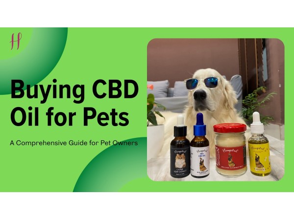 Things to be considered for buying the best CBD oil for dogs online