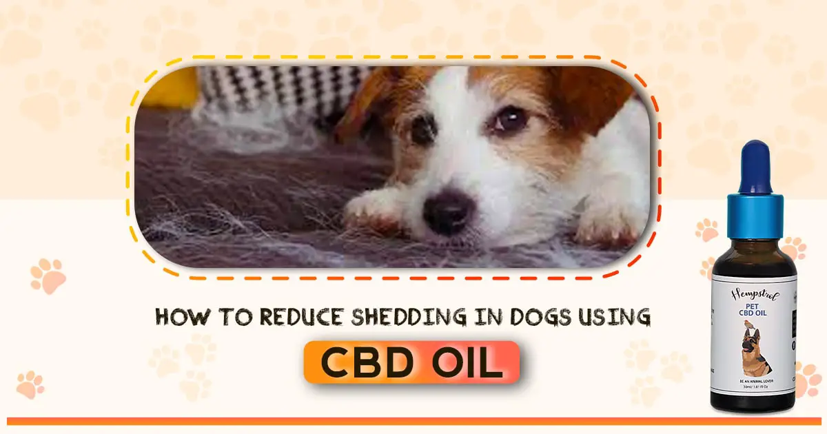 How To Reduce Shedding In Dogs Using CBD Oil