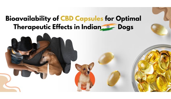 Bioavailability Of CBD Capsules For Optimal Therapeutic Effects In Indian Dogs
