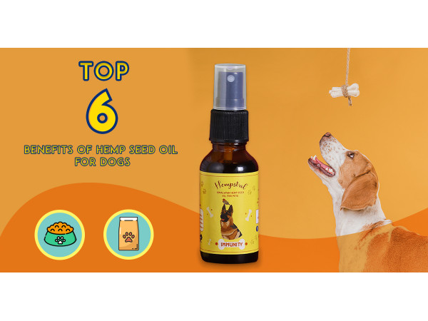 Top 6 benefits of hemp seed oil for dogs