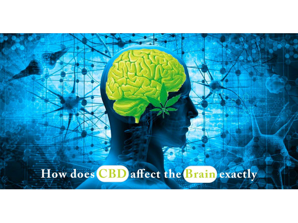 CBD affect the brain exactly