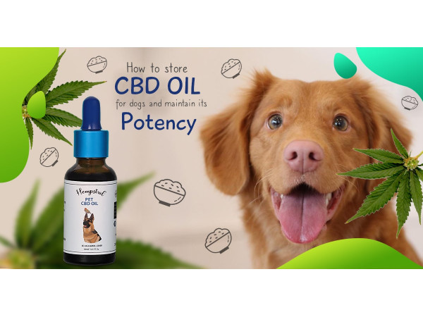 CBD oil for dogs