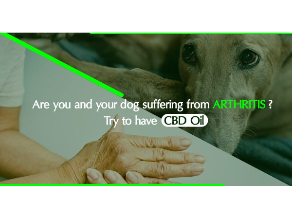 Dog suffering from arthritis Try to have CBD oil