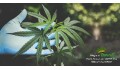 Why Is A Cannabis Plant Known as ‘VIJAYA’, THE KING OF THE HERBS?