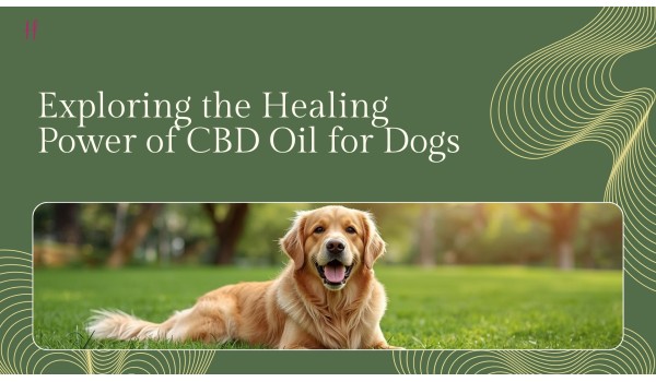 Is CBD the Answer for Your Dog? Exploring the Healing Power of CBD Oil for Dogs	