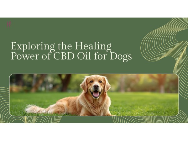 Is CBD the Answer for Your Dog? Exploring the Healing Power of CBD Oil for Dogs	