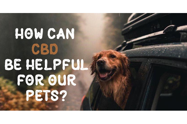 CBD for pets: How can they benefit from this?
