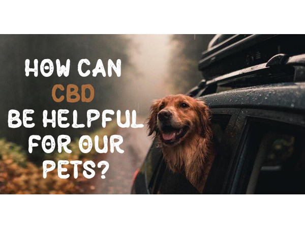 Pet CBD Product