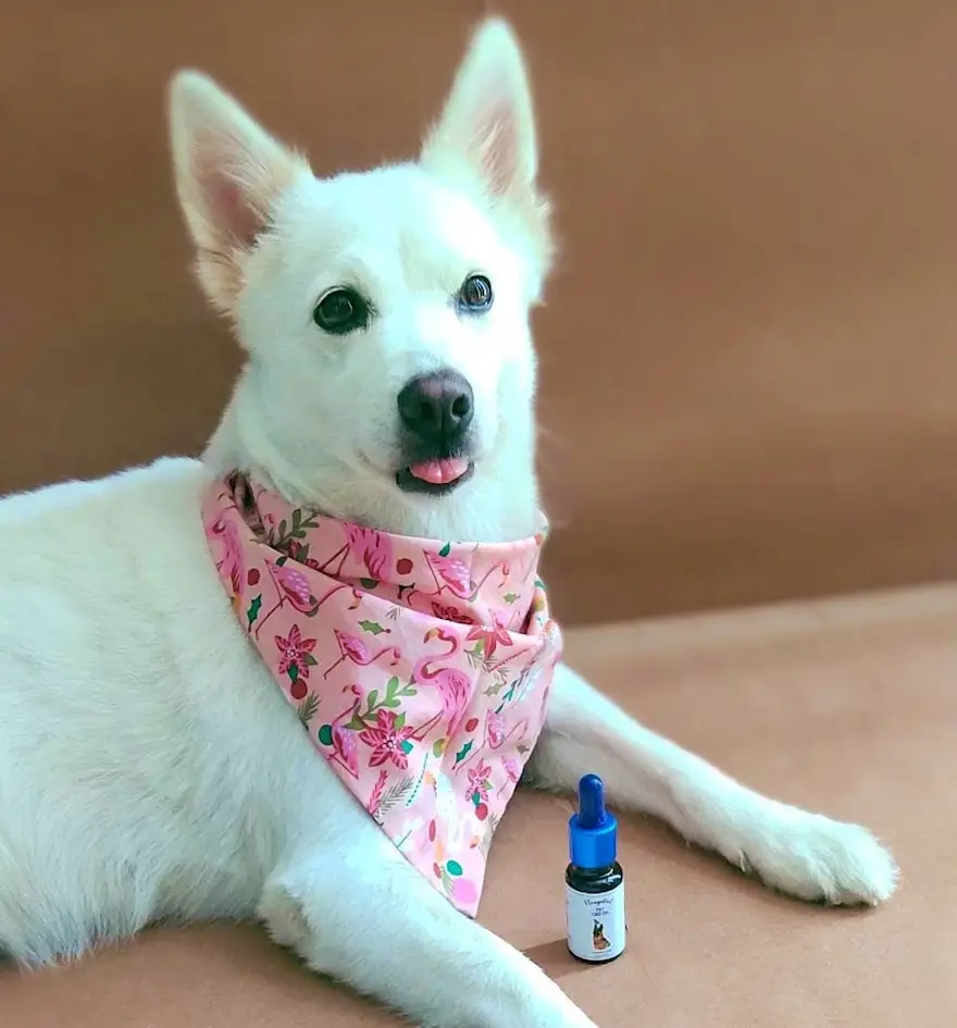 CBD Oil for Pets in India