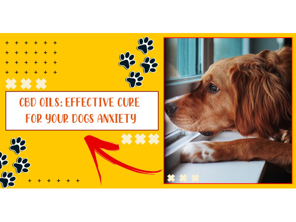 cbd oil for dogs