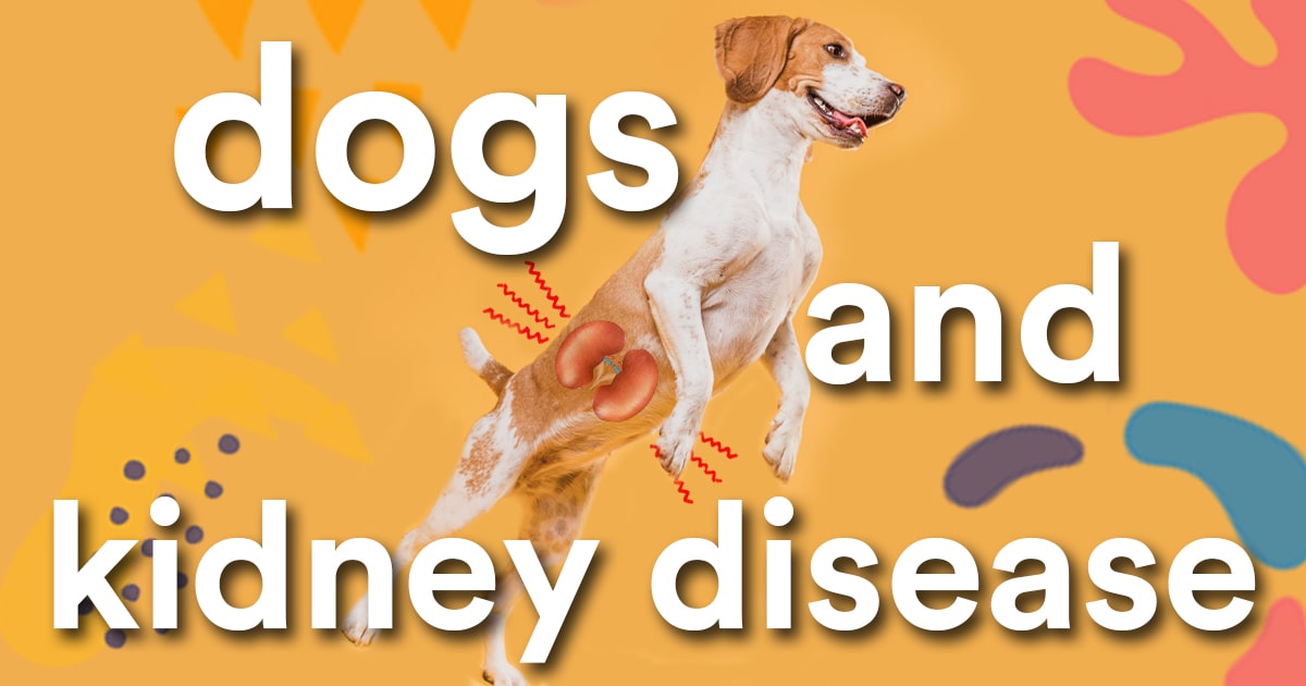 Curated visual reference: Older Dog Kidney Disease Symptoms Reference: Can Cbd Oil Benefit Dogs With Kidney Disease