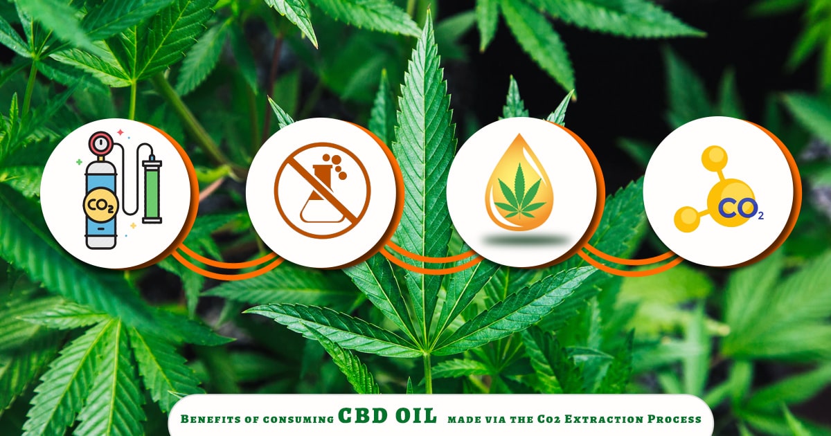 Subcritical And A Supercritical CO2 Extracted CBD Oil