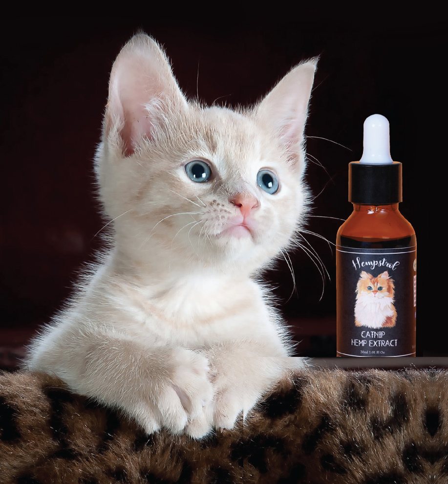Can CBD Oil for cats help with anxiety issues?