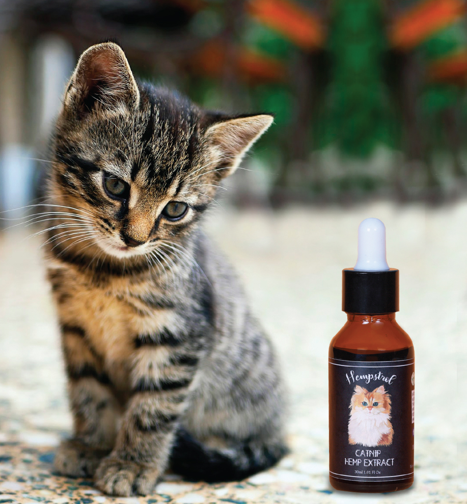 Will CBD for pets make my cat feel high?