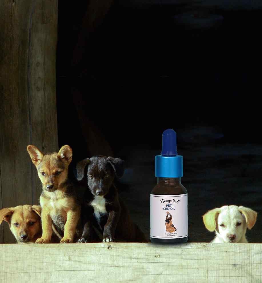 Does CBD Oil for Dogs treat anxiety disorders?