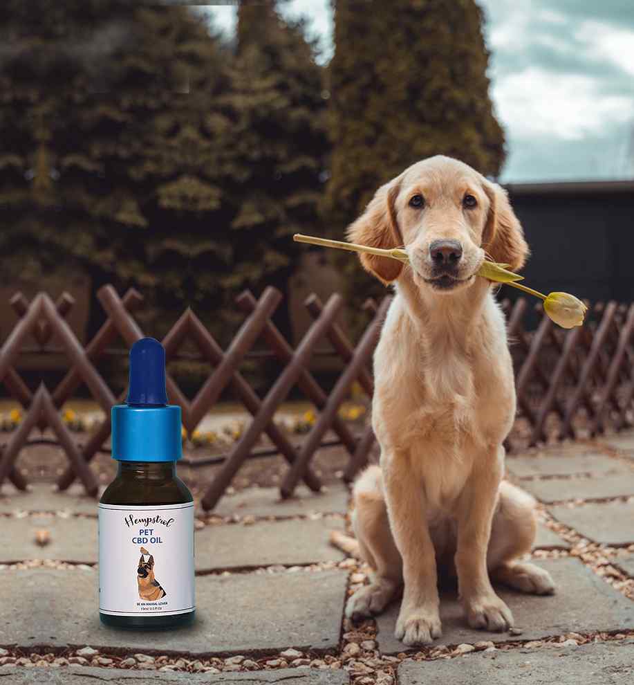 Things to Ask before selecting CBD for Pets