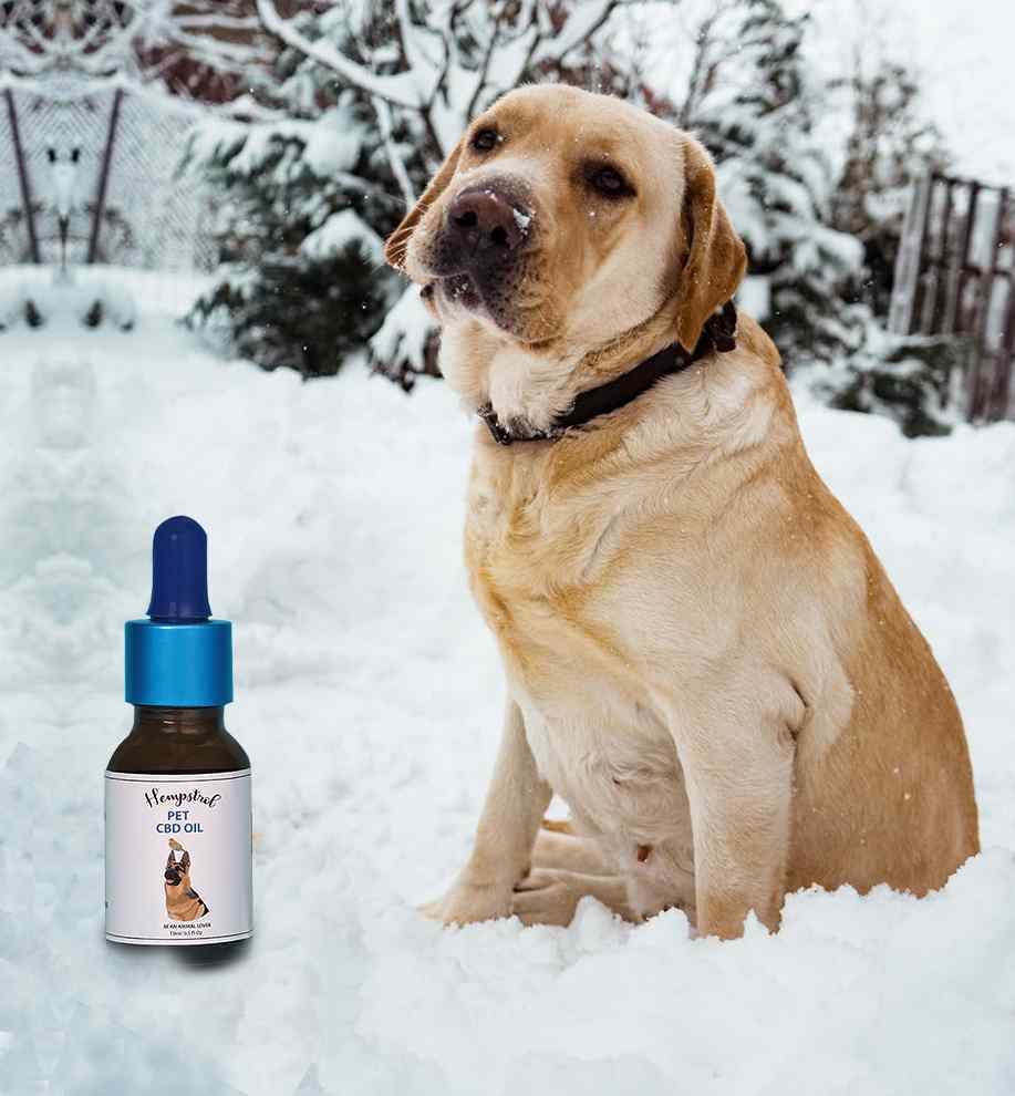 Is CBD oil safe for dogs
