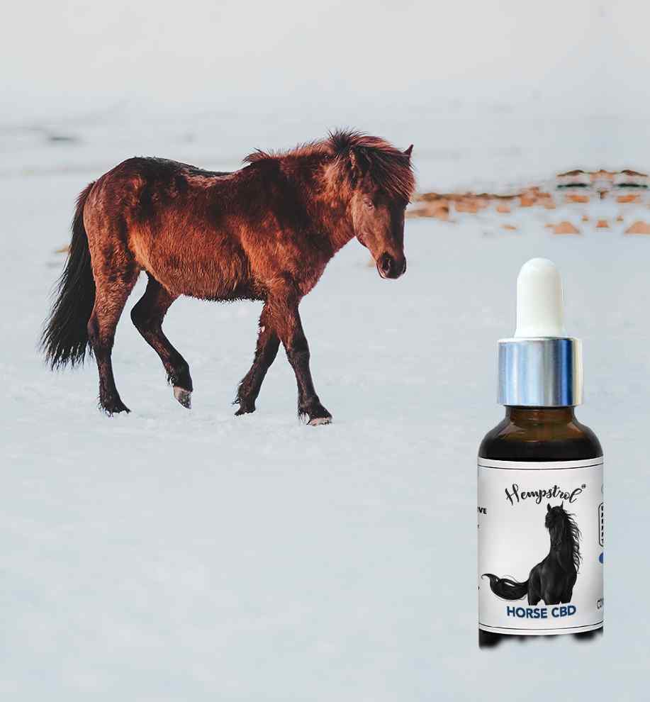 Understanding CBD for Horses