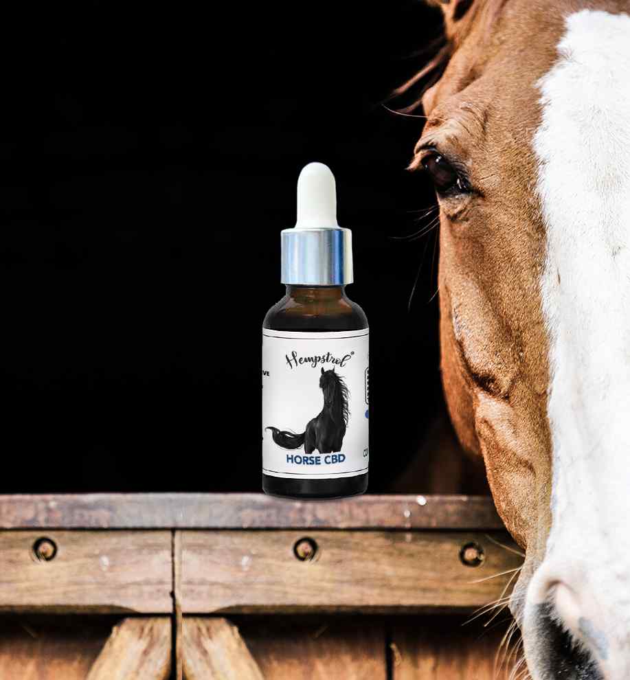 How to choose a CBD product for your horse?