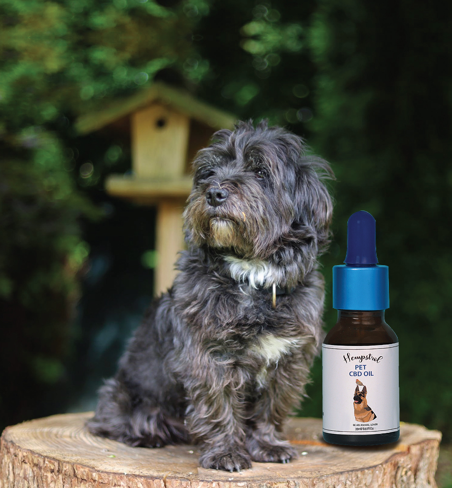 Can CBD intoxicate my Pet?