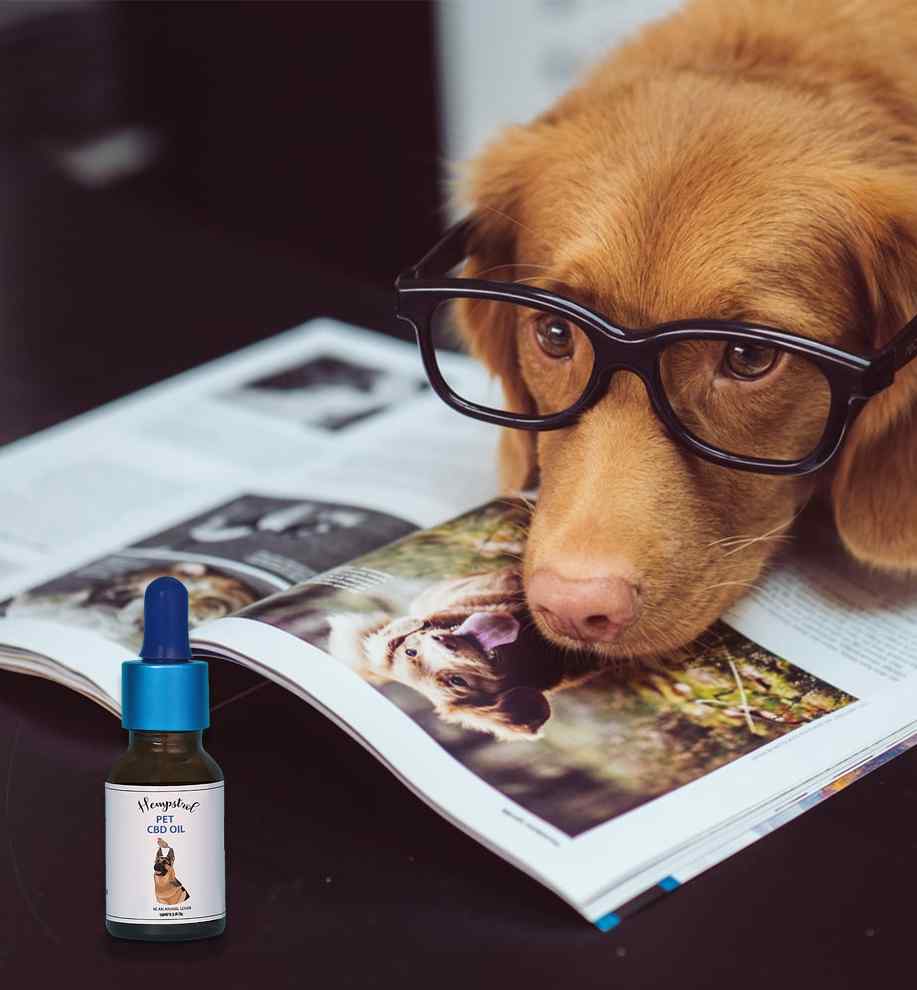 Can I use regular CBD for dogs?