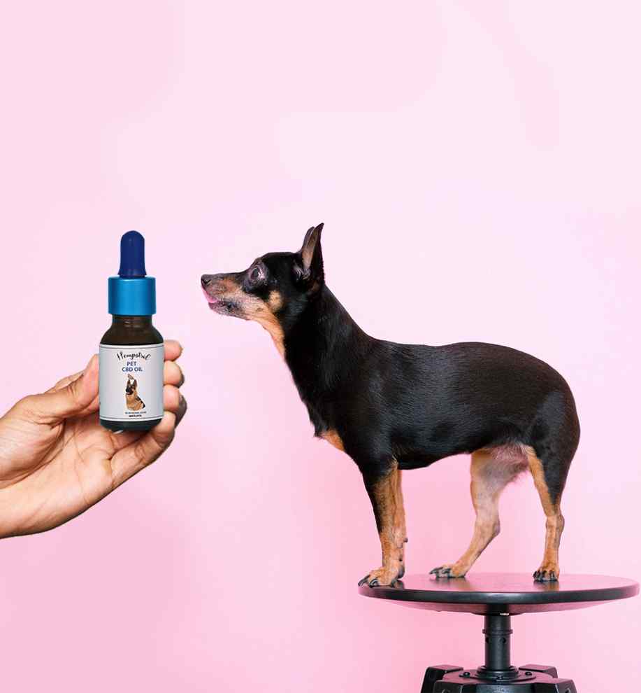 Are Hempstrol’s Pet Products the best CBD oil for dogs in India?