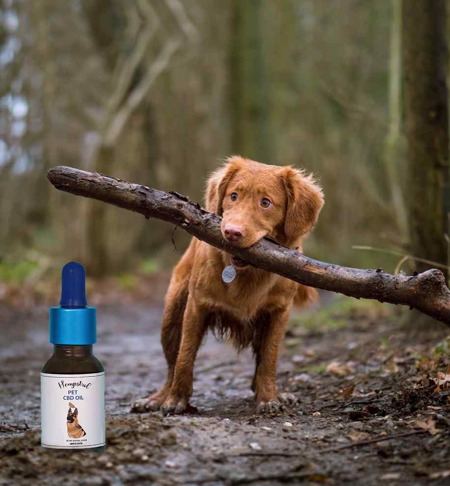 Is CBD Oil for dogs the same as CBD Oil for Humans?