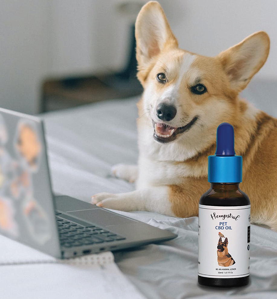 How Hempstrol’s CBD oil for pets is different from other brands?