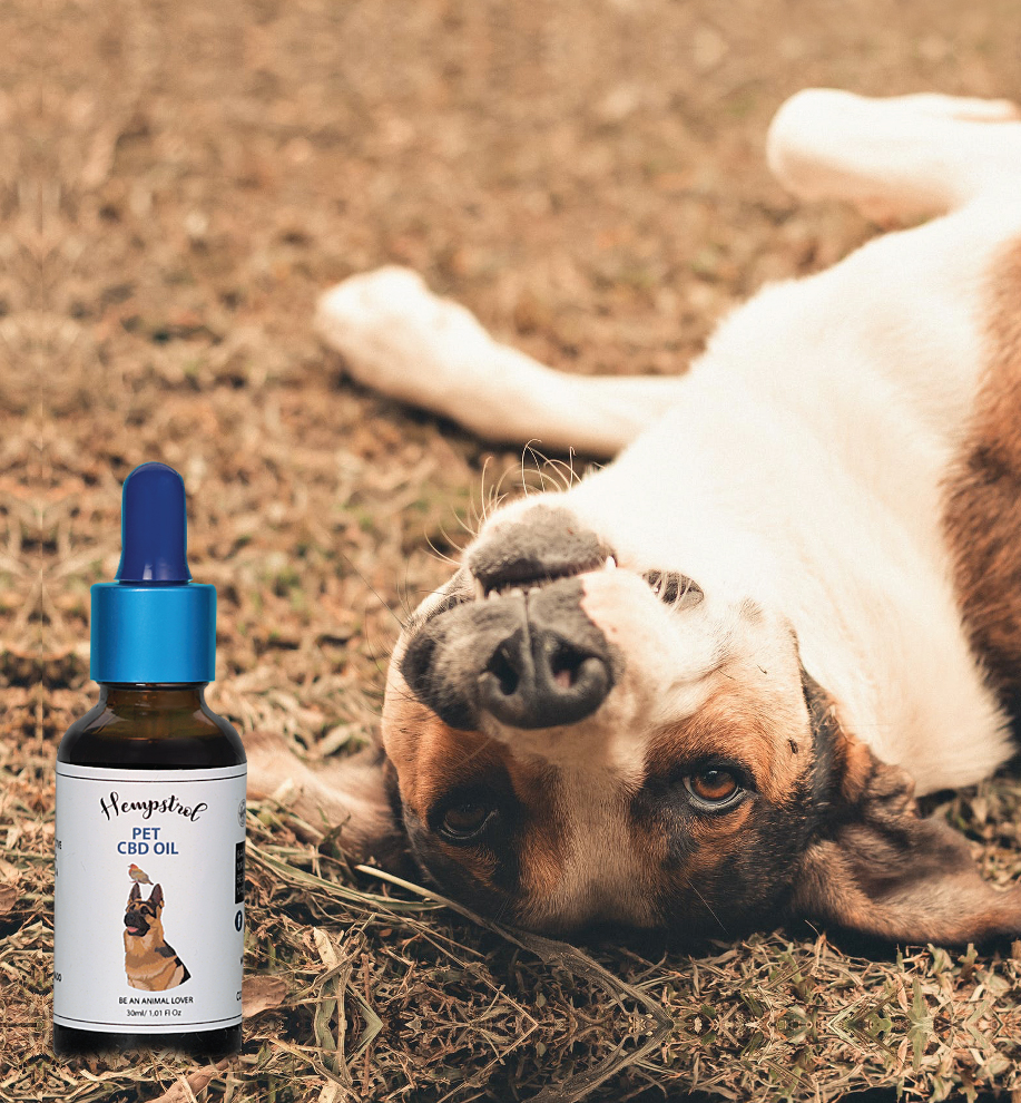 Will CBD Oil for pets make my dog or cats feel intoxicated?