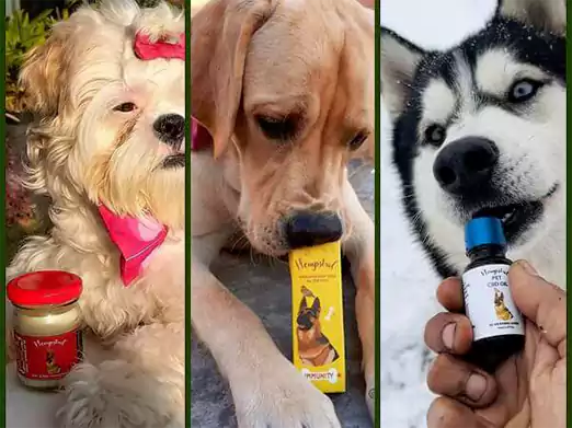 Pet CBD Care